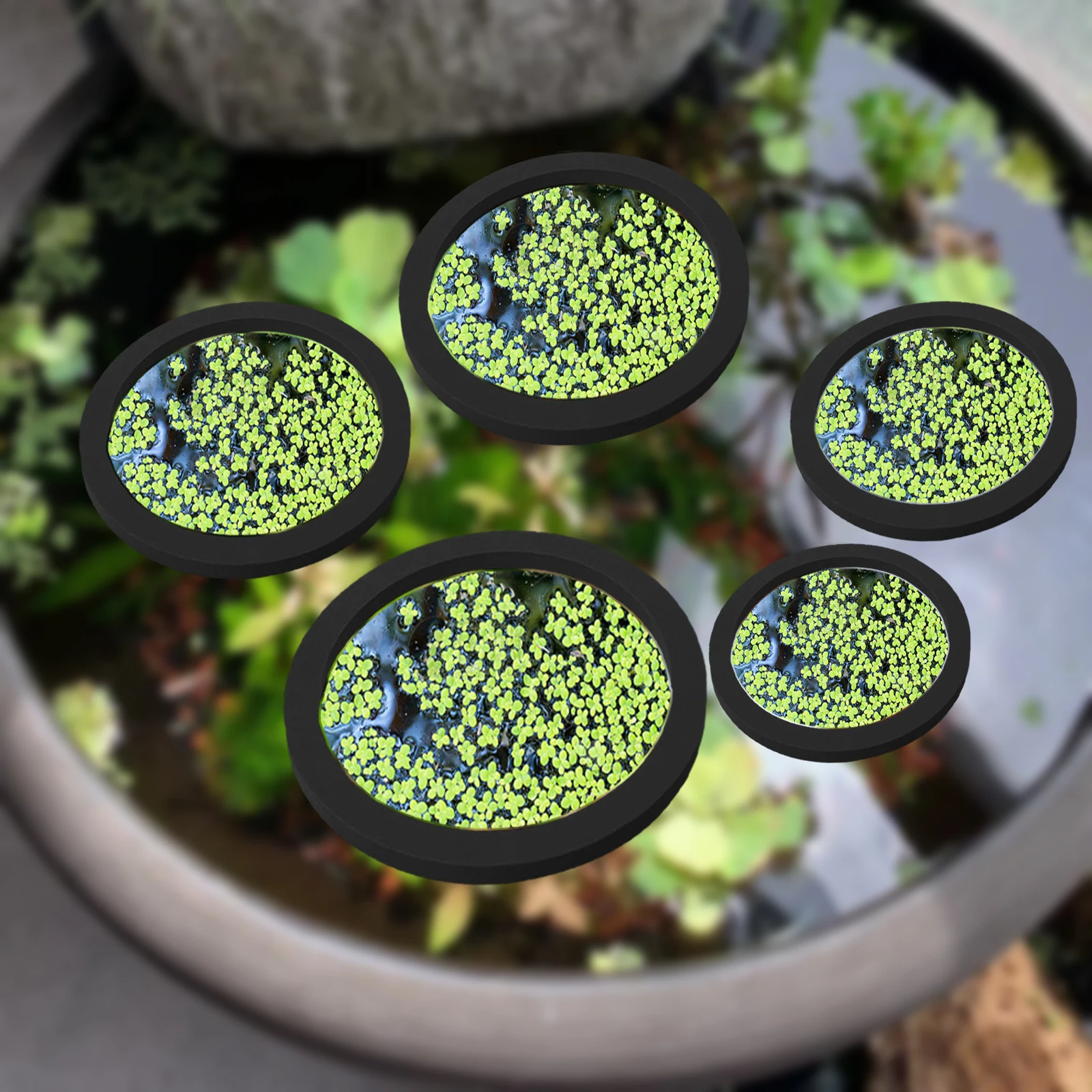 5 buah EVA cincin pemberi maka - Ocean Aquarium ulasan dan harga