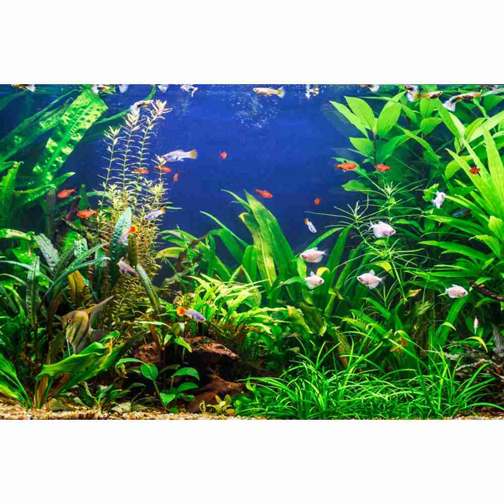 Latar Belakang Fotografi Dasar - Aquarium Marine World ulasan dan harga